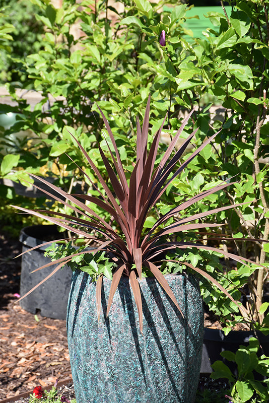 Cordyline Red Star