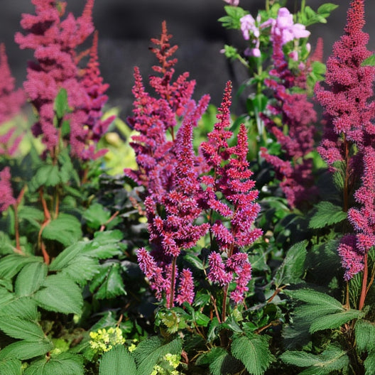 Astilbe False Spirea Chinensis Visions In Red