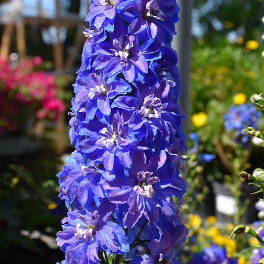 Delphinium Larkspur Guardian Blue