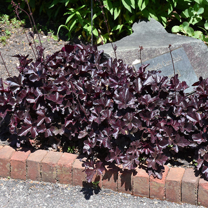 Heuchera Coral Bell Obsidian