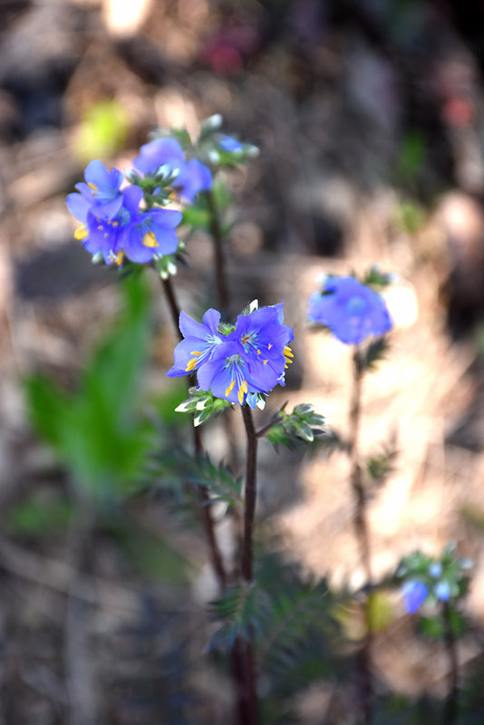 Polemonium Jacobs Ladder Purple Rain Strain