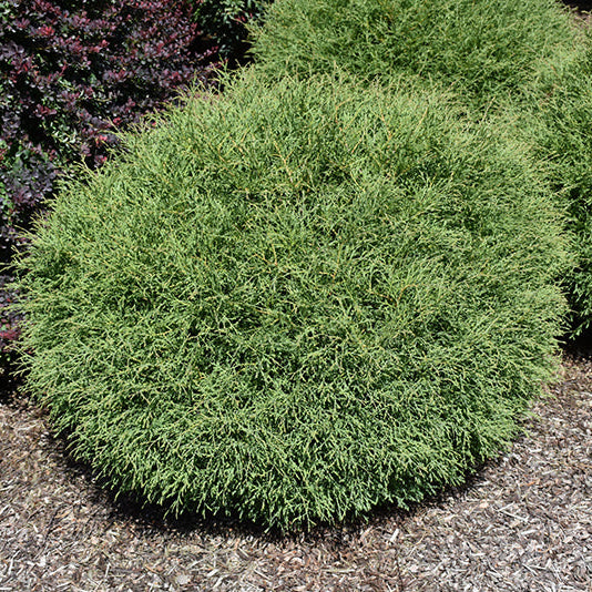Thuja Mr. Bowling Ball