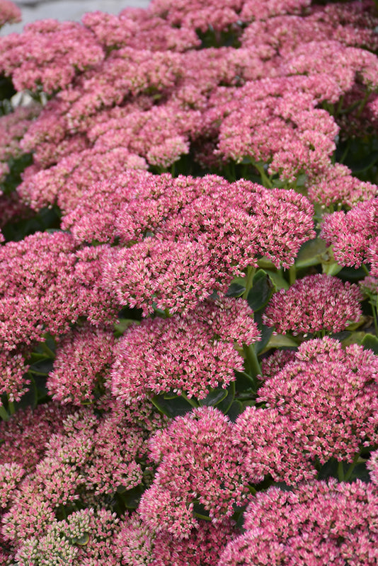 Sedum Stonecrop Autumn Fire