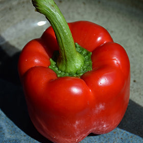 Pepper TALL California Wonderful