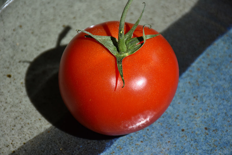 Tomato Early Girl
