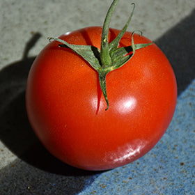 Tomato TALL Early Girl