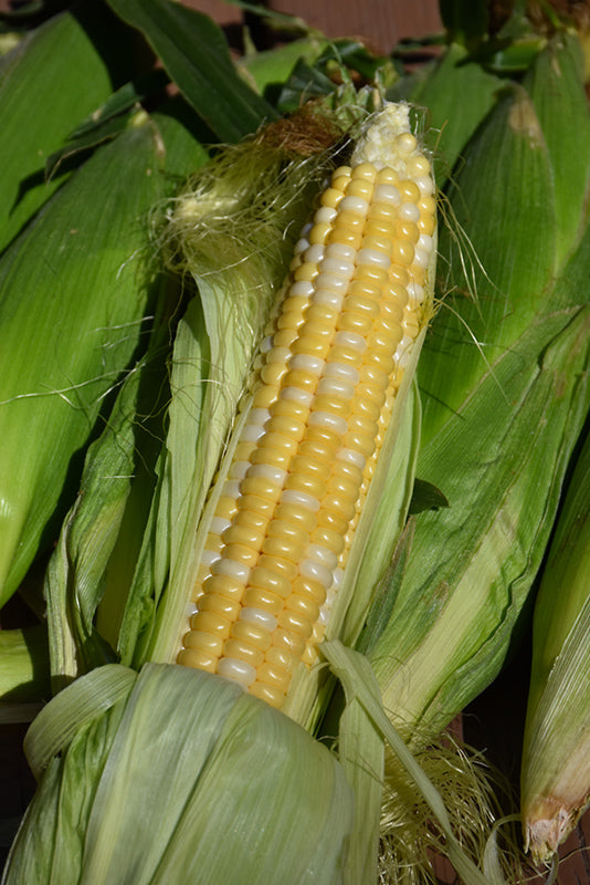 Sweet Corn Honey & Pearls