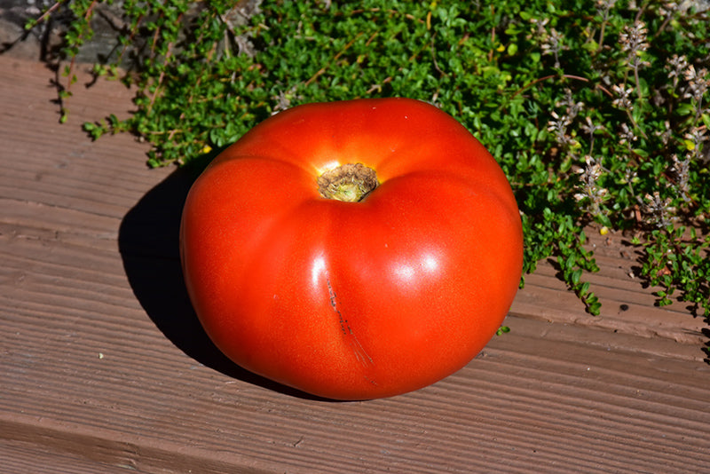 Tomato Parks Whopper