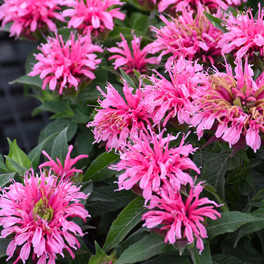 Monarda Bee Balm Balmy Pink