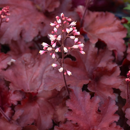 Heuchera Coral Bell Forever Red