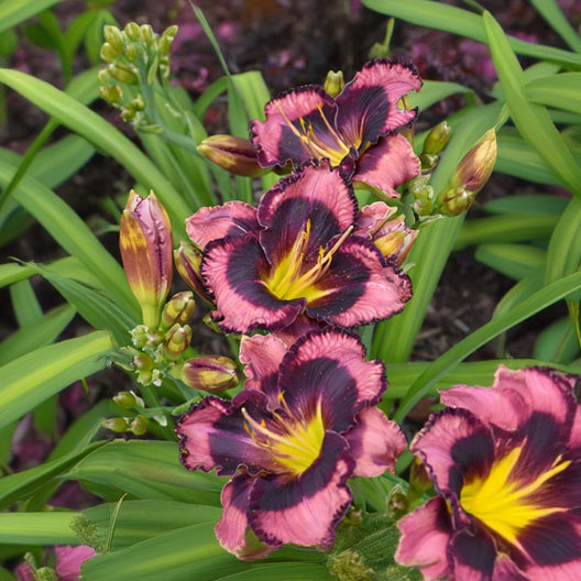 Hemerocallis Daylily Rainbow Rhythm Storm Shelter