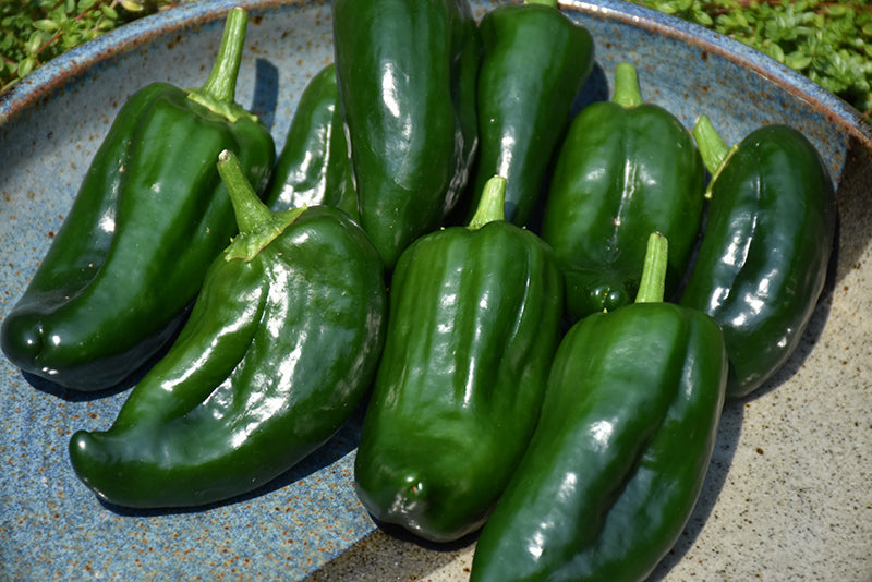 Pepper Poblano
