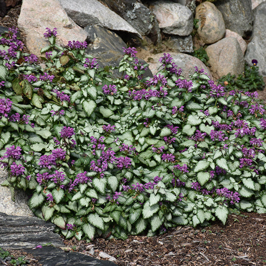 Lamium Dead Nettle Purple Dragon