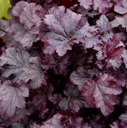 Heuchera Coral Bell Plum Pudding