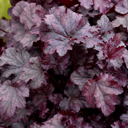 Heuchera Coral Bell Plum Pudding