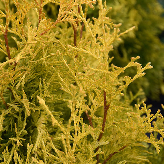 Thuja Janed Gold