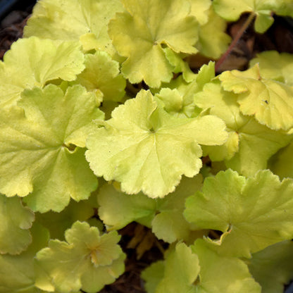 Heuchera Coral Bell Northern Exposure Lime