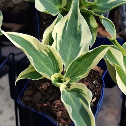 Hosta Plantain Lily Firn Line