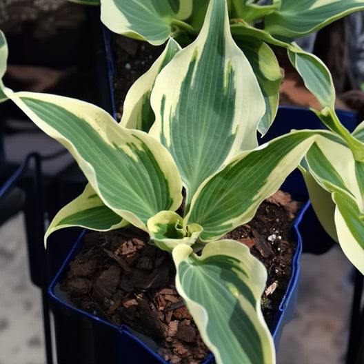 Hosta Plantain Lily Firn Line
