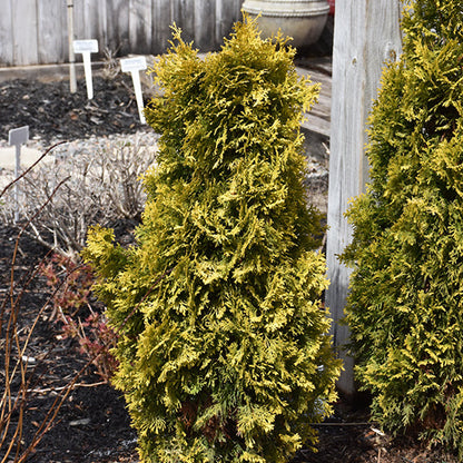 Thuja Amber (Jantar)