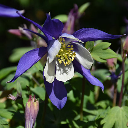 Aquilegia Columbine Kirigami Blue White