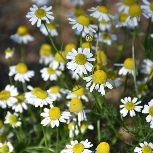 Chamomile German