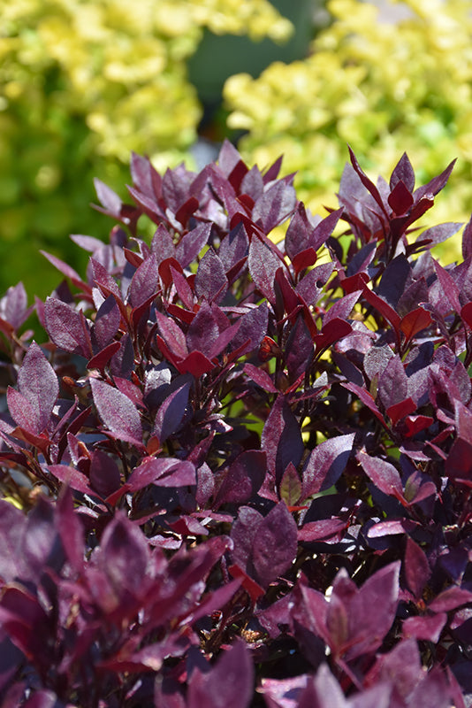 Alteranthera Little Ruby