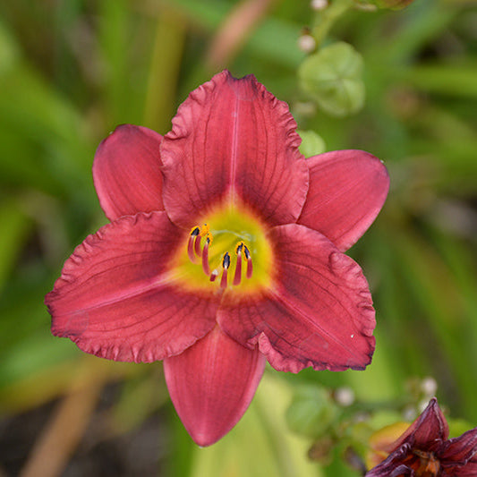 Hemerocallis Daylily Pardon Me