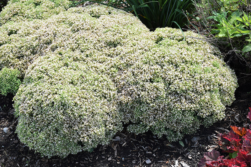 Sedum Stonecrop Rock'n Round Bundle Of Joy