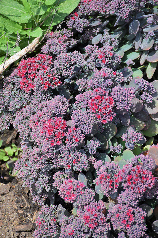 Sedum Stonecrop Rock'n Grow Superstar