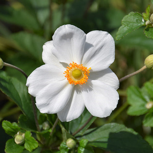 Anemone Wind Flowers Honorine Jobert