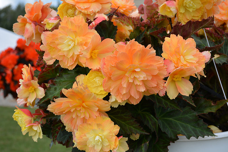 Begonia I'Conia Portifino Citrix