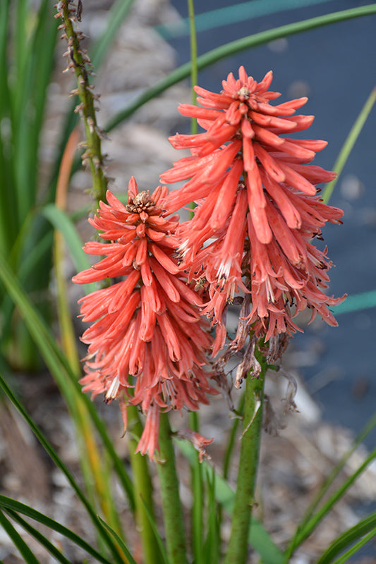 Kniphofia Torch Lily Poco Red