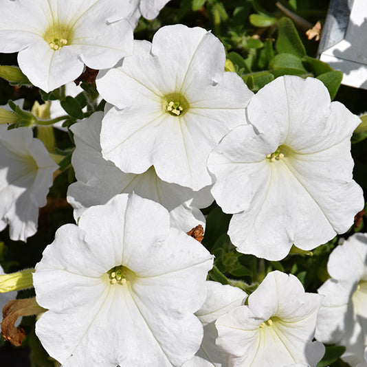 Wave Petunia Easy Wave White