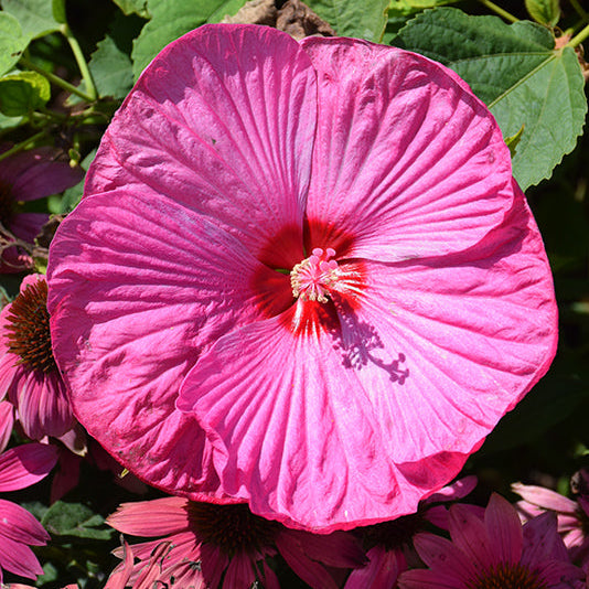 Hibiscus Rose Mallow Luna Rose