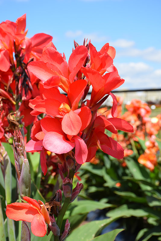 Canna Cannova Red Shades