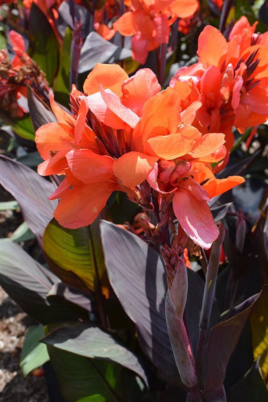 Canna Cannova Bronze Orange
