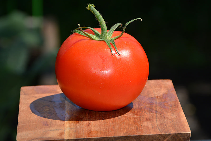 Tomato Marglobe