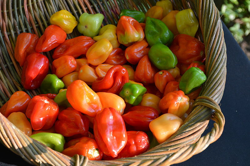Pepper Scotch Bonnet