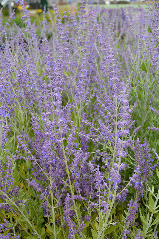 Perovskia Russian Sage Little Spire