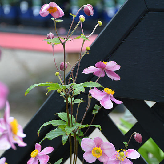 Anemone Wind Flowers September Charm
