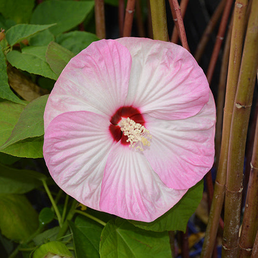 Hibiscus Rose Mallow Luna Pink Swirl