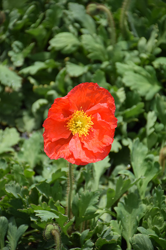 Papaver Iceland Poppy Champagne Bubbles Scarlet