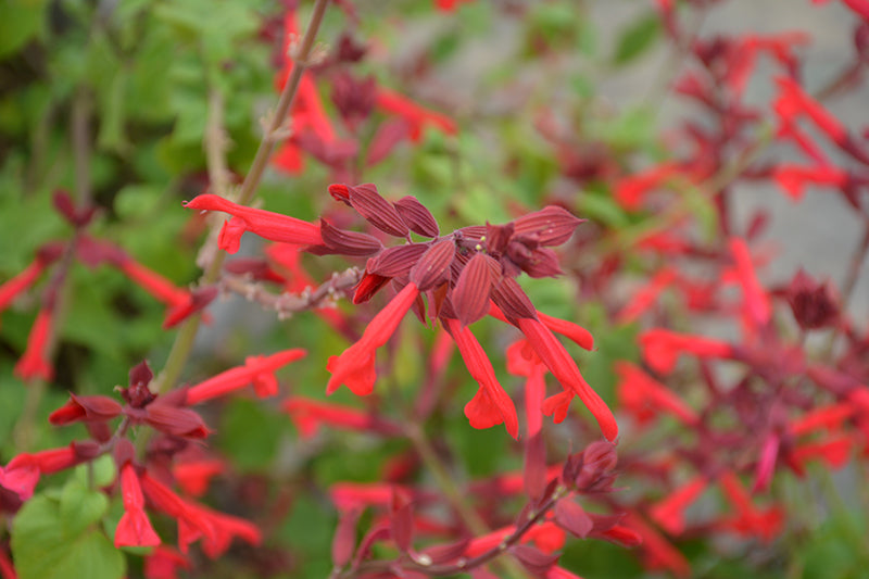 Salvia Roman Red
