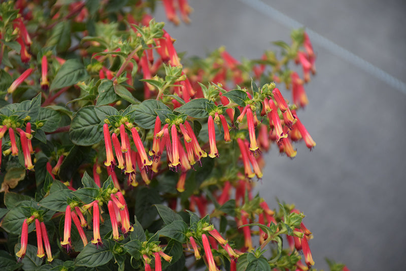 Cuphea Hummingbirds Lunch