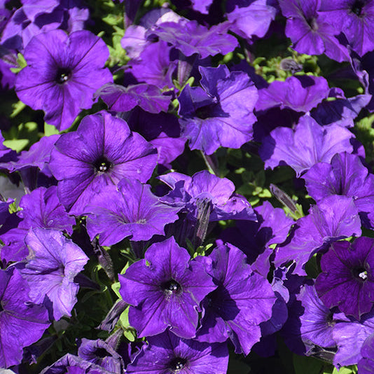 Wave Petunia Easy Wave Blue