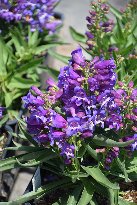 Penstemon Beardtongue Rock Candy Blue