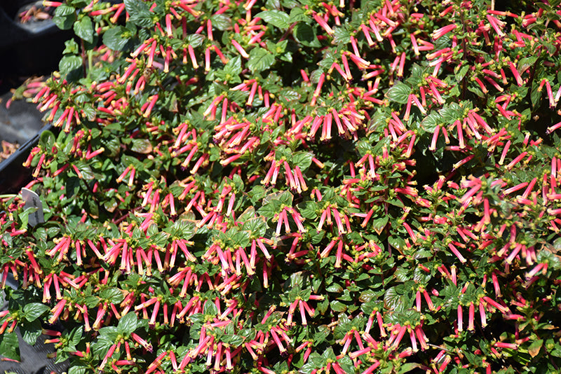 Cuphea Hummingbirds Lunch