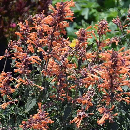 Agastache Hyssop Kudos Mandarin
