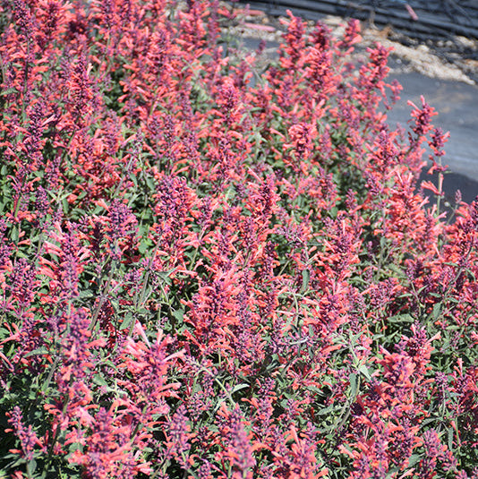 Agastache Hyssop Kudos Coral